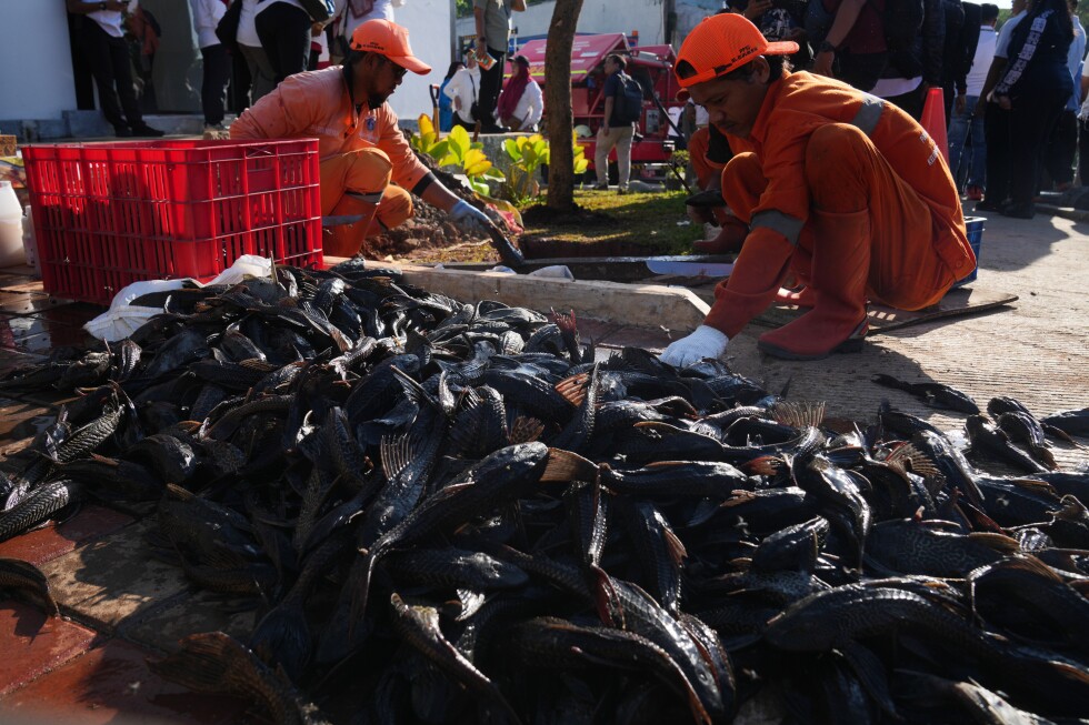 Indonesia removing tons of 'janitor fish' from capital