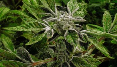 Trump reclassifies state-licensed medical marijuana in historic shift