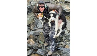 Dog survives week in New Zealand forest before a helicopter rescue