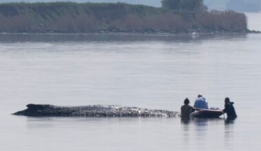Rescuers try to save stranded whale Timmy with the help of air cushions