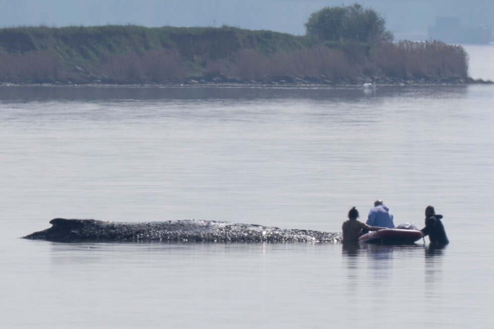 Rescuers try to save stranded whale Timmy with the help of air cushions