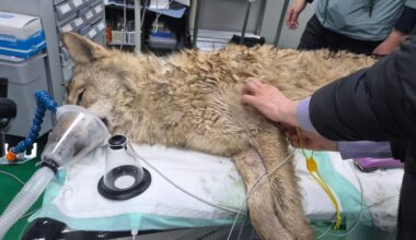 Escaped wolf returns to zoo safely after 9-day search that drew national attention