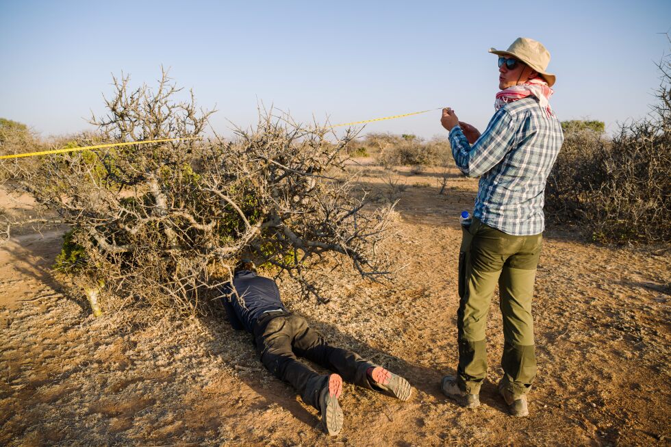 Drought threatens the myrrh tree that's central to luxury perfumes and African incomes