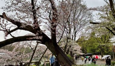 Falling cherry blossom trees in Tokyo raise safety concerns
