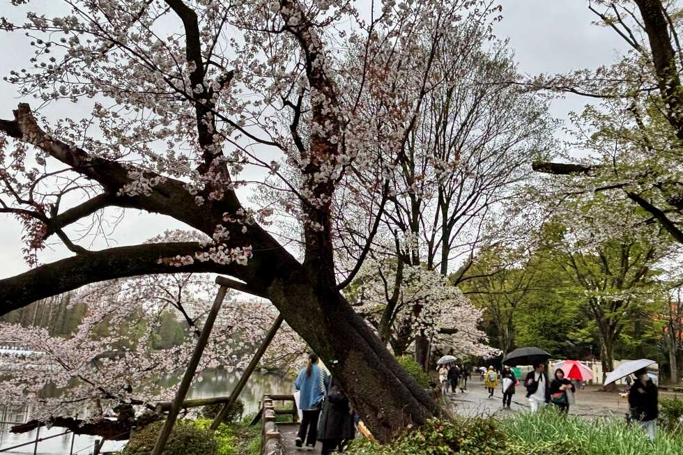 Falling cherry blossom trees in Tokyo raise safety concerns