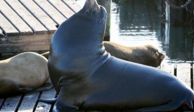 'Chonkers,' the massive sea lion, is drawing crowds at San Francisco pier