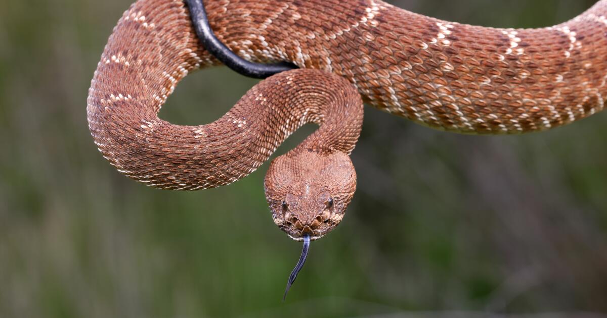 It's not your imagination. This is a weird rattlesnake season. Here's what's happening