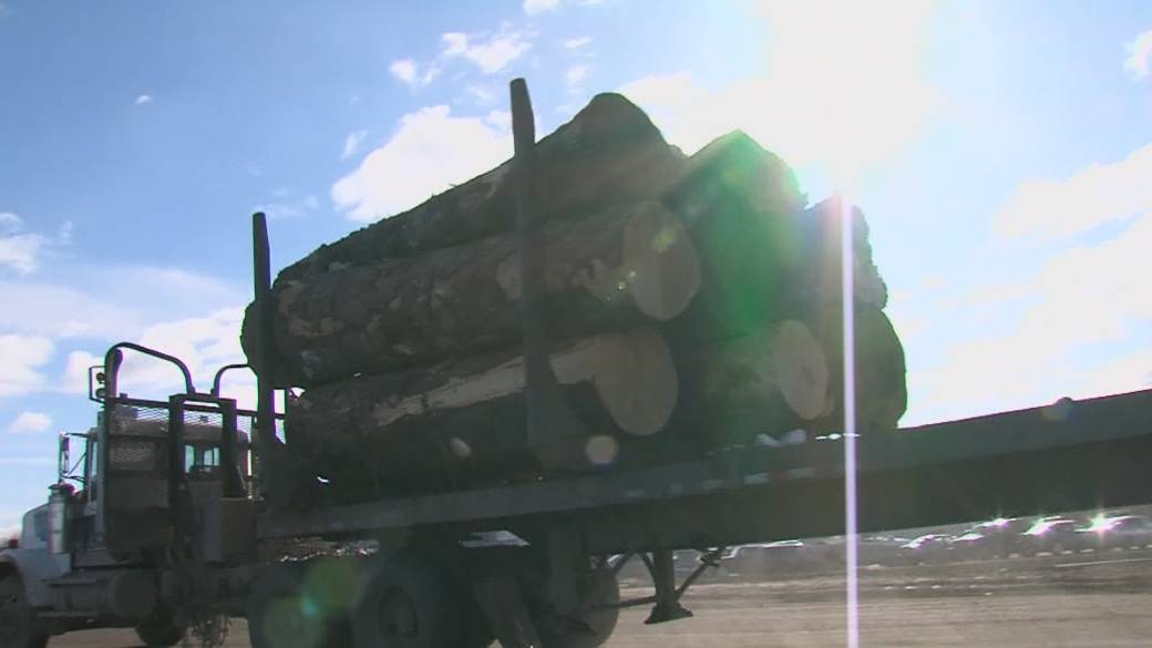 Click to play video: 'Forest industry conference deals with DRIPA controversy'