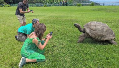 World's oldest tortoise very much alive despite death rumors