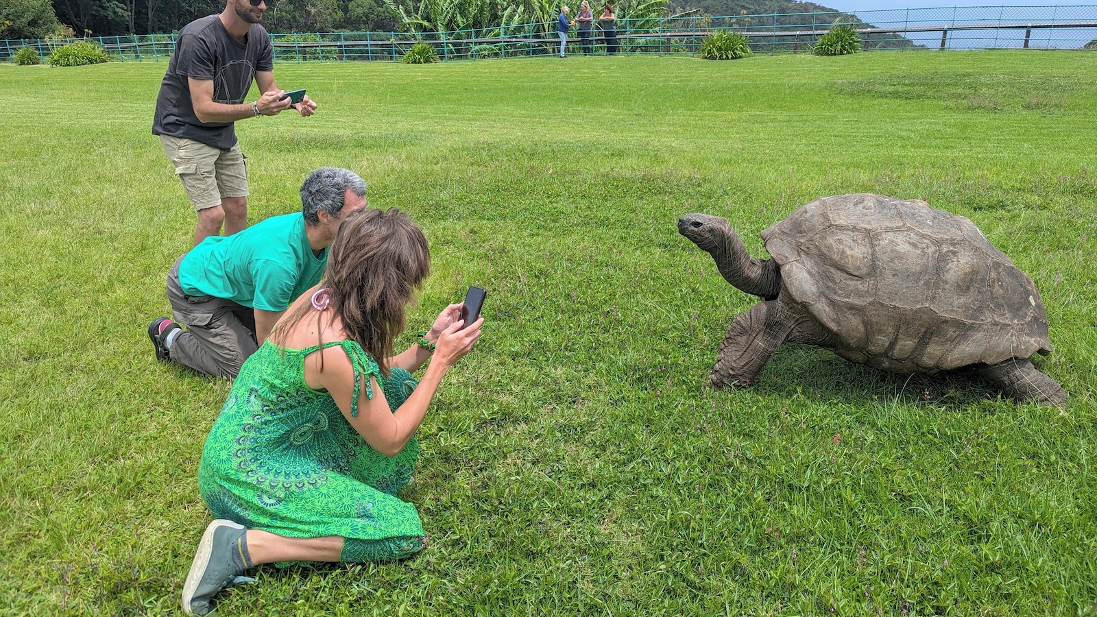 World's oldest tortoise very much alive despite death rumors
