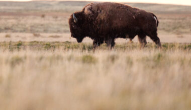 Home on the Range No More: Trump Wants Bison Gone