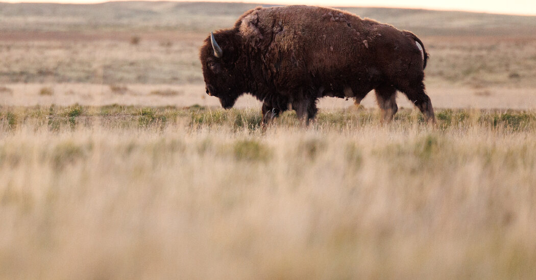 Home on the Range No More: Trump Wants Bison Gone