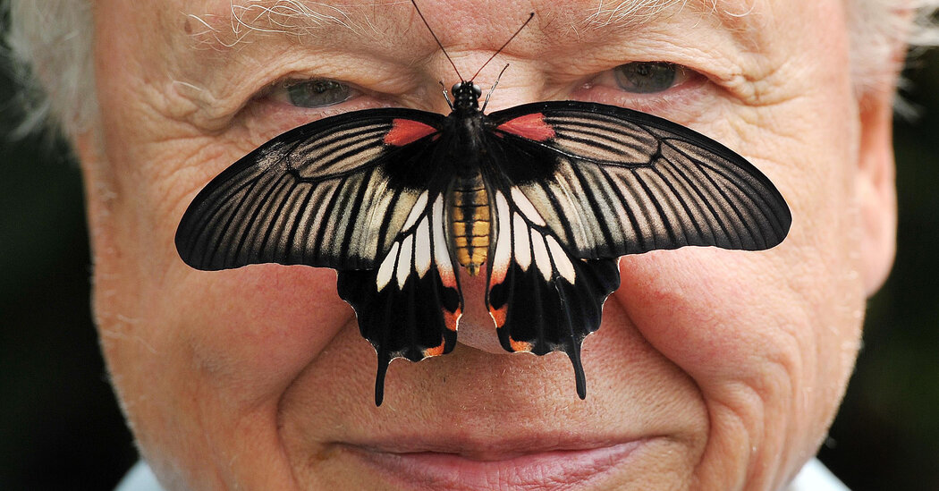 David Attenborough, a Voice of Nature, Turns 100