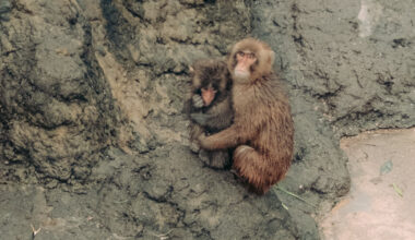 Punch, the Lonely Monkey Who Drew Crowds to a Small Japan Zoo, Is Growing Up. He’s Still a Star.