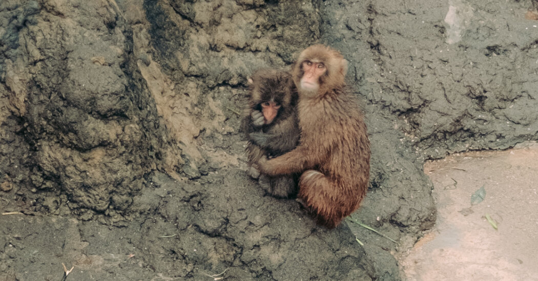 Punch, the Lonely Monkey Who Drew Crowds to a Small Japan Zoo, Is Growing Up. He’s Still a Star.