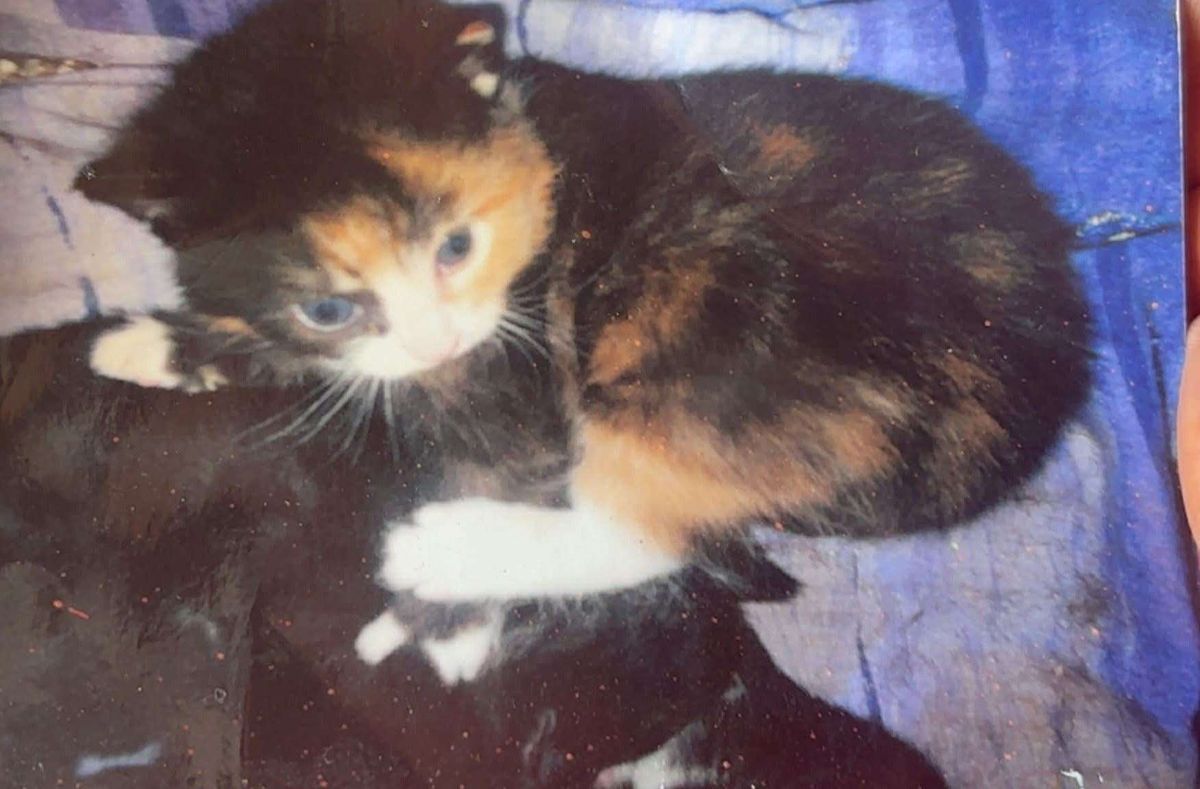 Gizzy as a kitten. She had been with the family all her life