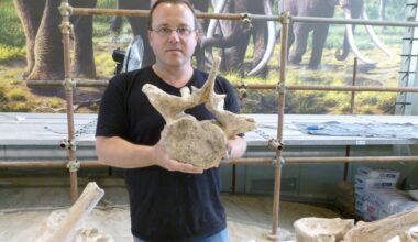 Smaller prey, not bigger brains, drove prehistoric tech revolution, Israeli researchers say