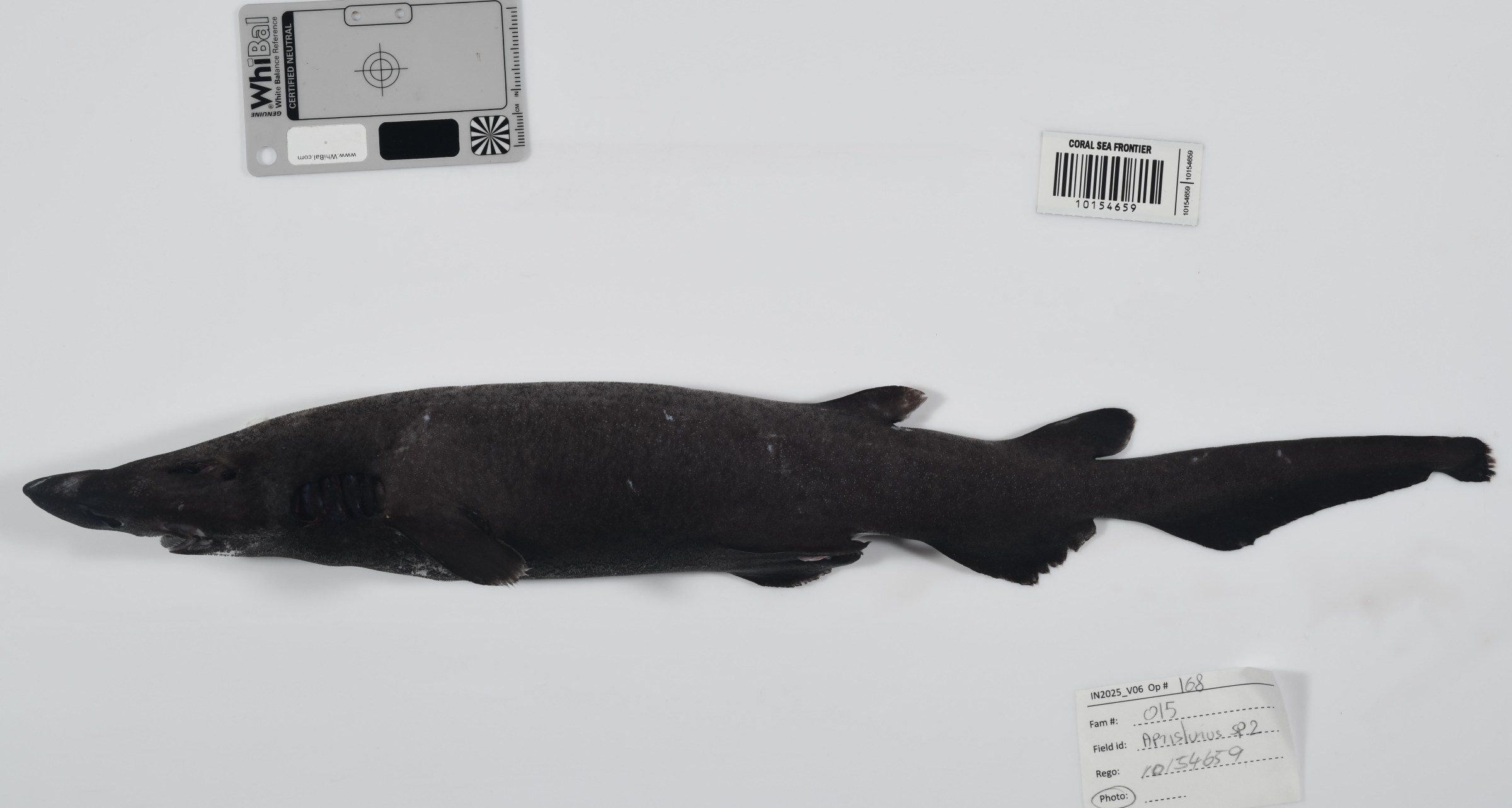 A catshark in the genus Apristurus, also found in Australian waters.