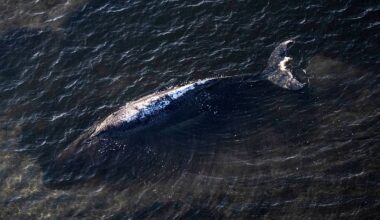 'Highly explosive' whale Timmy to be towed out to sea