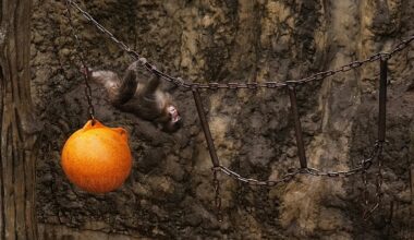 Japan arrests US nationals after one entered enclosure at viral baby monkey Punch's zoo