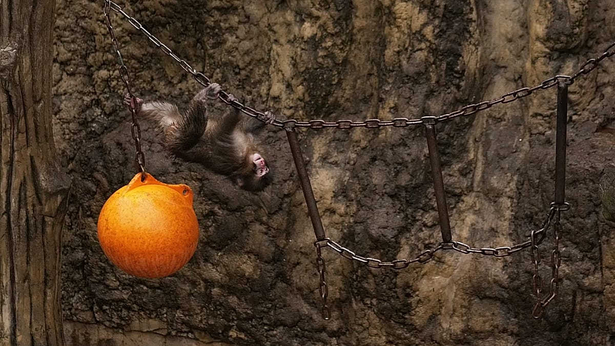 Japan arrests US nationals after one entered enclosure at viral baby monkey Punch's zoo