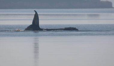 Whale Timmy is dead, GPS tracker confirms identity