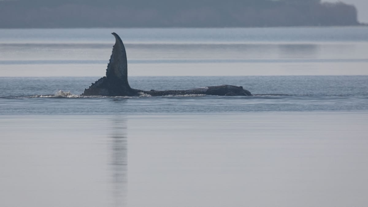 Whale Timmy is dead, GPS tracker confirms identity