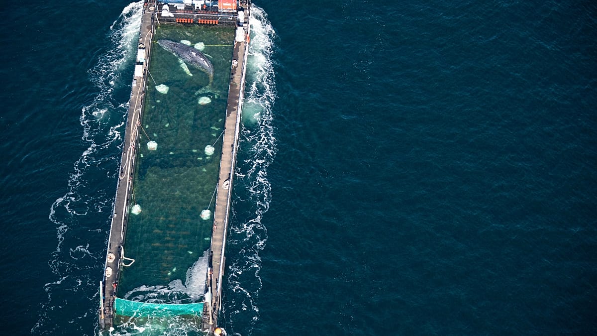 Timmy the humpback whale is presumed to have died after being released into a shipping lane