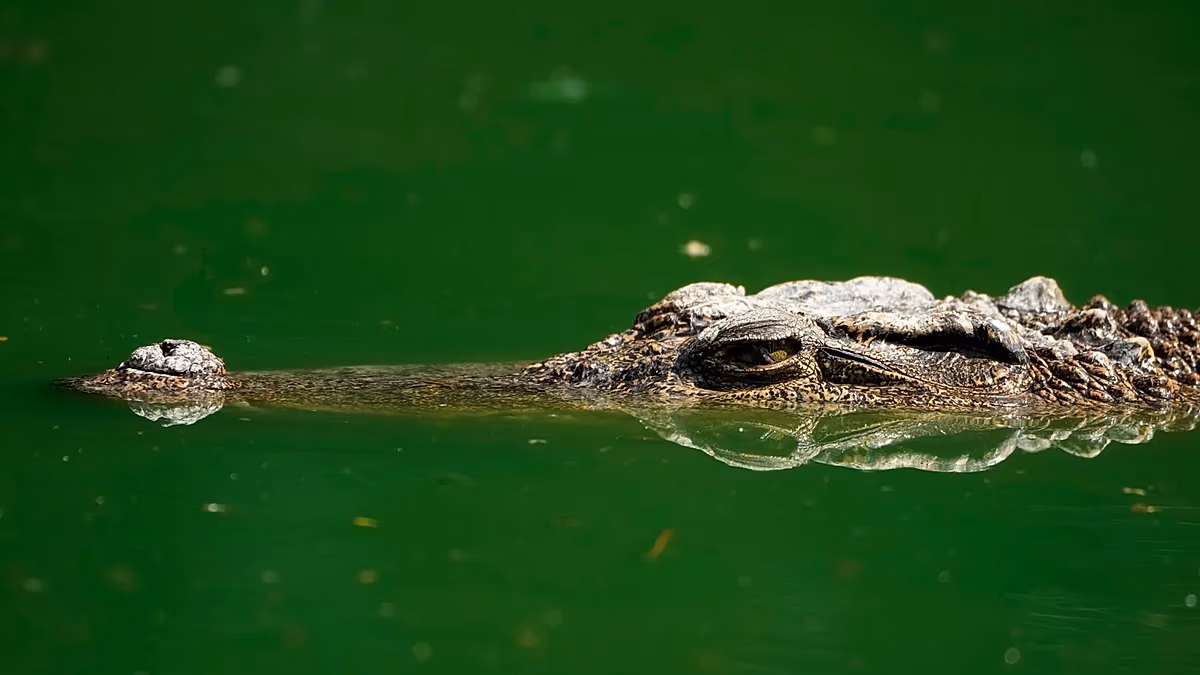 Portuguese man's body found inside crocodile in South Africa