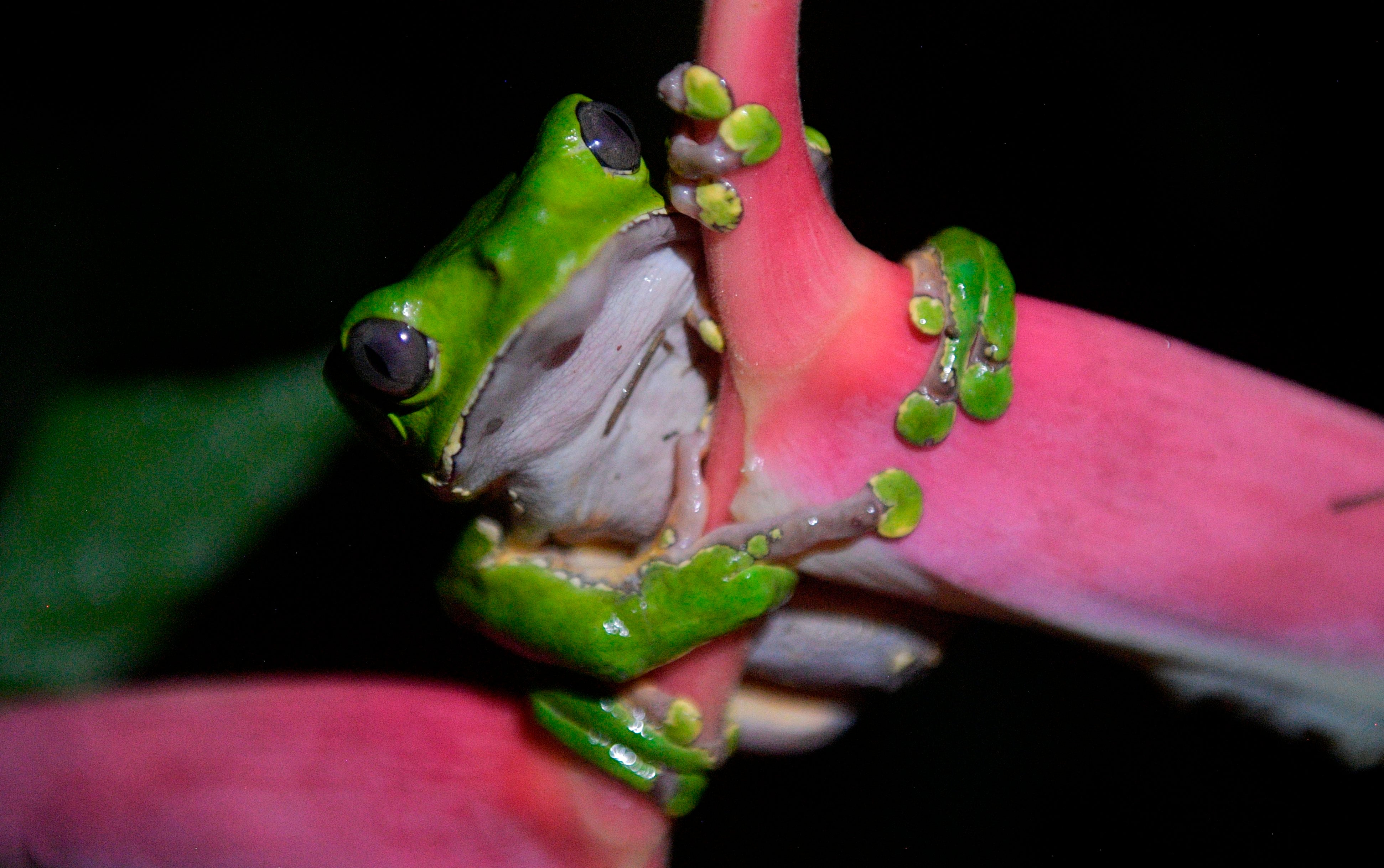 The poisonous secretion comes from Amazonian frogs