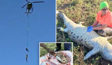 Croc victim's remains recovered after 15-foot animal is caught and airlifted from river