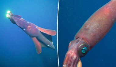 Evidence of giant squid spotted off Australia in historic find