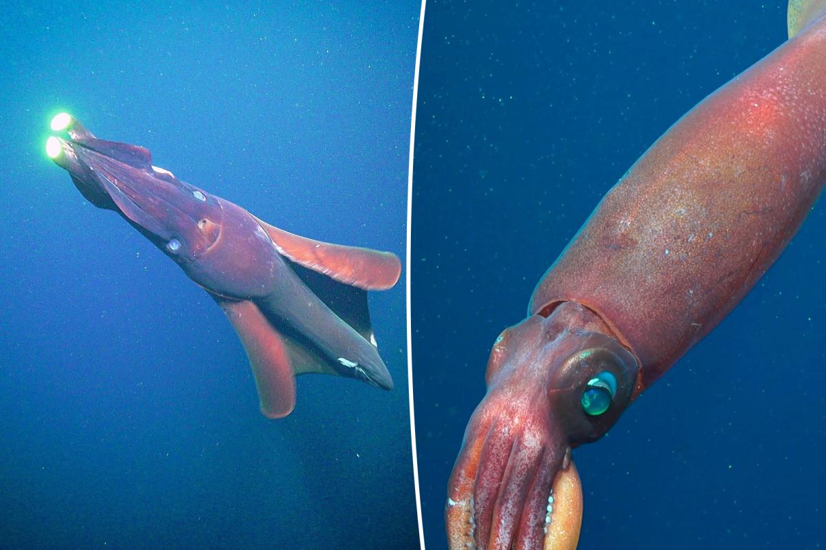 Evidence of giant squid spotted off Australia in historic find