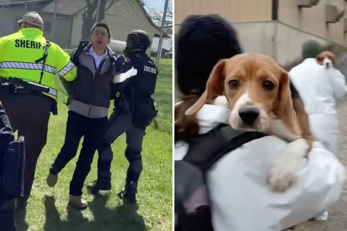 Beagles freed from research lab land in California amid activist’s felony case
