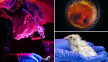Chicks hatched from artificial eggs in scientific first — it could a game-changer for bringing extinct animals back to life