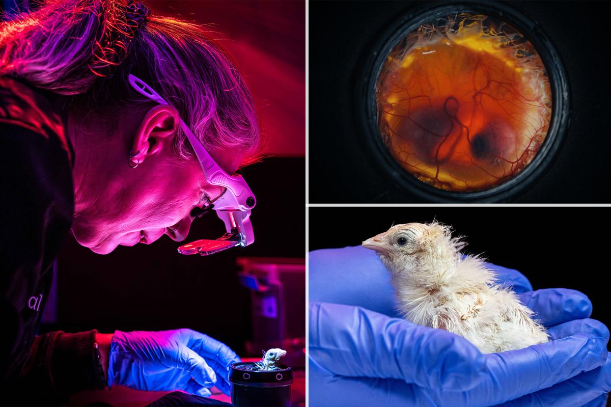 Chicks hatched from artificial eggs in scientific first — it could a game-changer for bringing extinct animals back to life