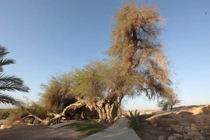 Jujube tree, estimated to be about 1500 years old, Ein Hatzeva. Credit: Eliahu Hershkovitz Jujube tree, estimated to be about 1500 years old, Ein Hatzeva