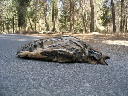 A tawny owl struck by a vehicle in the Judean foothills. Credit: Ezra Hadad A tawny owl struck by a vehicle in the Judean foothills.