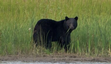 Black Bear Fatally Mauls Uranium Contractor in Northern Canada