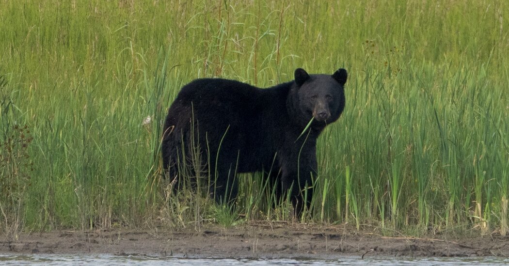 Black Bear Fatally Mauls Uranium Contractor in Northern Canada
