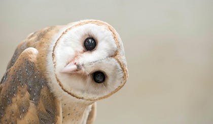Common barn owl. Credit: Anan Kaewkhammul/Shutterstock Common barn owl.