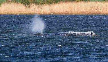 That Millionaire-Funded Whale Rescue Worked