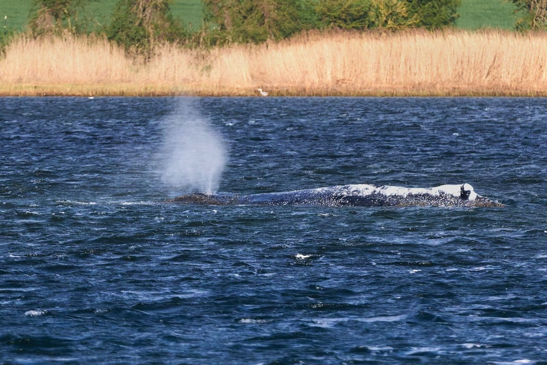 That Millionaire-Funded Whale Rescue Worked