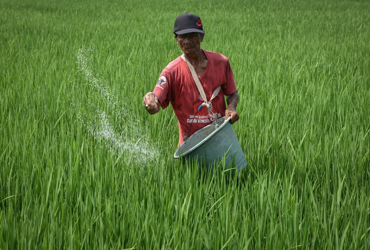 A farmer spreads subsidized urea fertilizer on rice crops in East Java, Indonesia, on Friday.