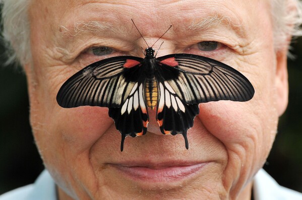 Butterfly Conservation President Sir David Attenborough poses for a photo with a south east Asian Great Mormon Butterfly on his nose, as he launches the Big Butterfly count at London Zoo, July 11, 2012. (John Stillwell/PA via AP, File)