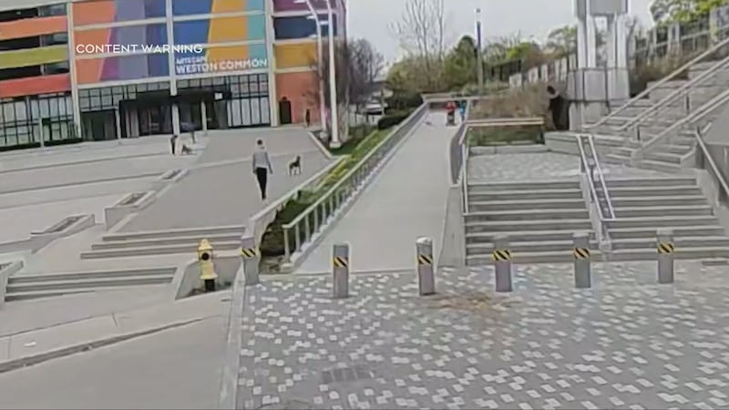 Pit bull with no leash kills small dog and injures woman in Toronto