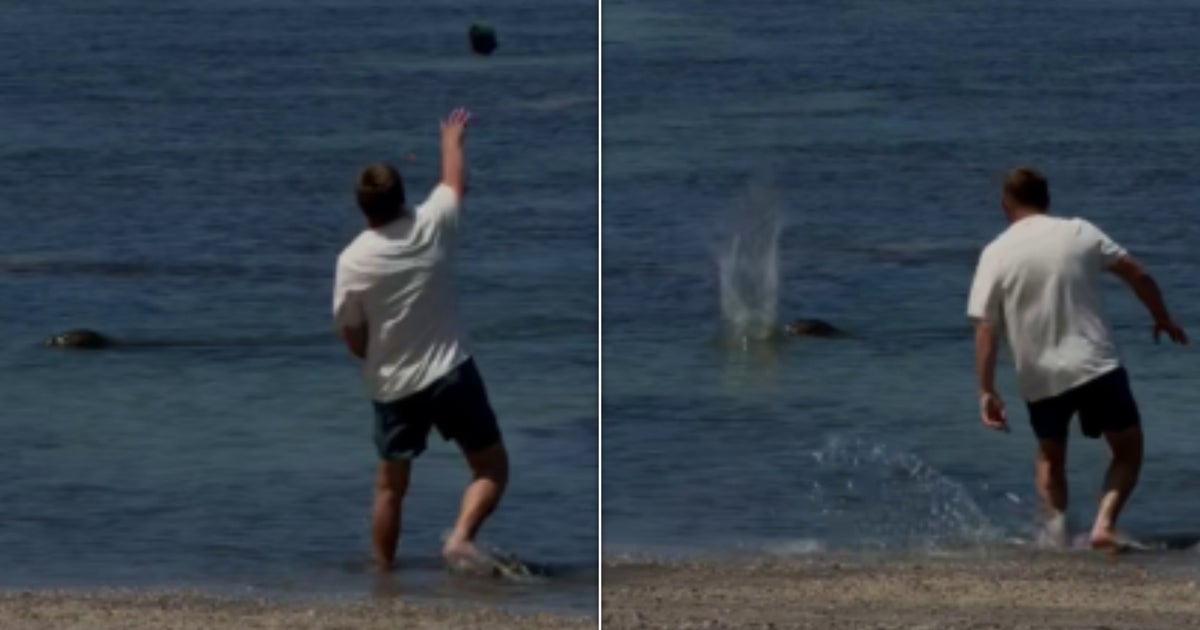Tourist Who Allegedly Hurled Rock At Seal Faces Charges