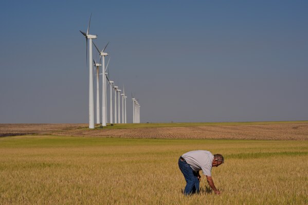 Farmer Orville Williams looks at drought-stressed wheat in one of his fields Saturday, May 16, 2026, near Montezuma, Kan. (AP Photo/Charlie Riedel)