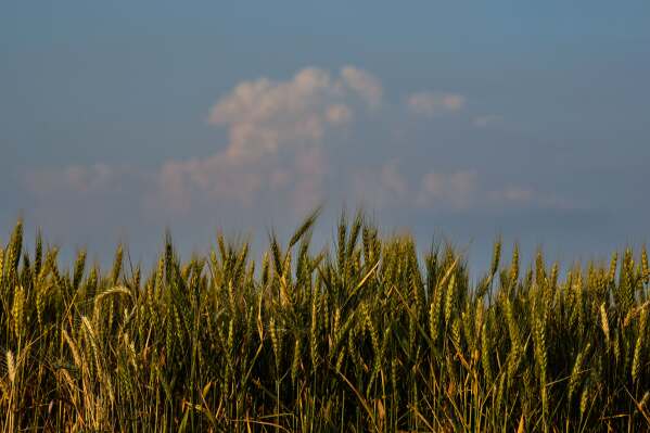 Storm clouds build in the distance beyond a drought-stressed wheat field Friday, May 15, 2026, near Cimarron, Kan. (AP Photo/Charlie Riedel)