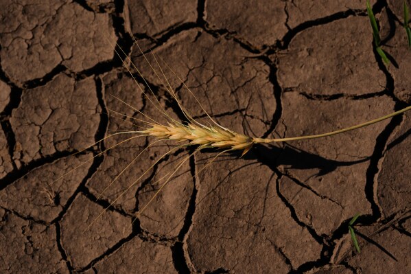 A drought-stressed stalk of wheat lies on a parched field Saturday, May 16, 2026, near Macksville, Kan. (AP Photo/Charlie Riedel)
